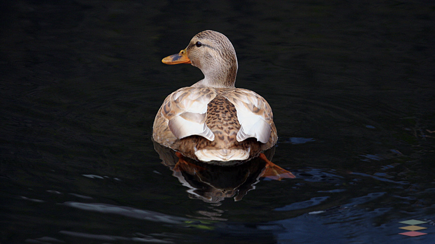 Los Ánades Reales son patos grandes con cuerpos robustos, cabezas redondeadas y picos anchos y planos