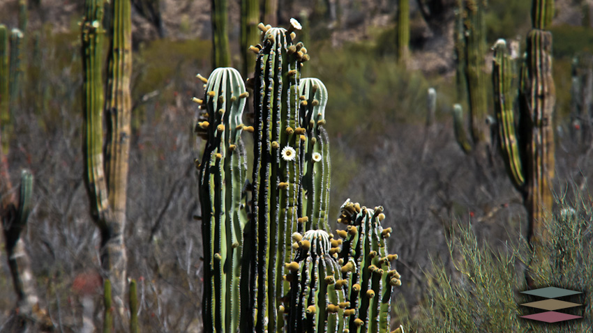 El sahuaro o saguaro (Carnegiea gigantea (Engelm.) es una especie casi endémica del estado de Sonora, en México, y del estado de Arizona, en Estados Unidos.