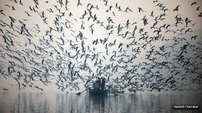 La gente alimenta a las gaviotas desde un barco  en una mañana con niebla