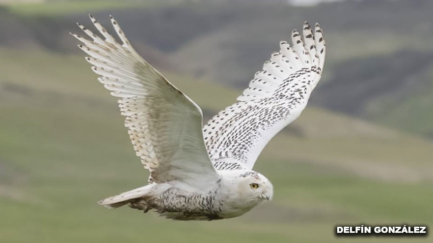 Los búhos nivales son grandes e impactantes y originarios de la alta tundra ártica.