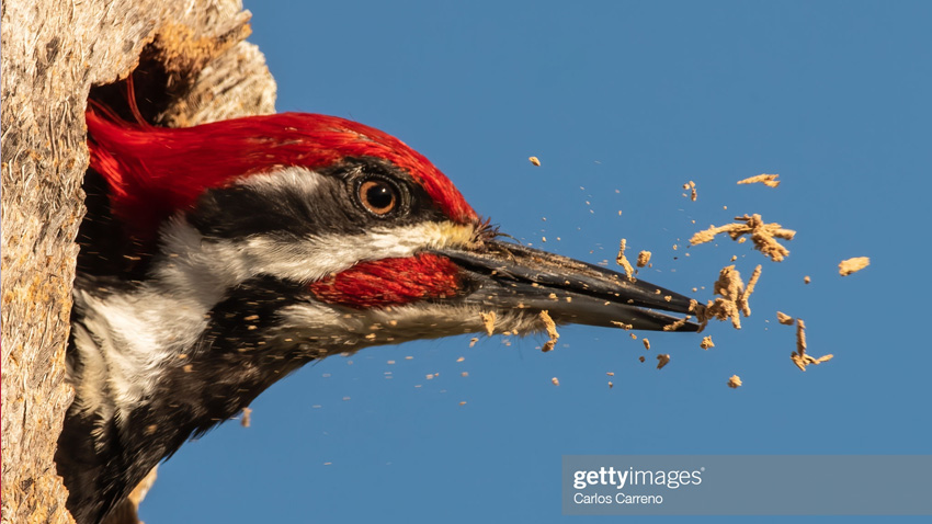 Pájaro carpintero de Pileated (Dryocopus pileatus) excavando para crear un nido Foto de Carlos A Carreno