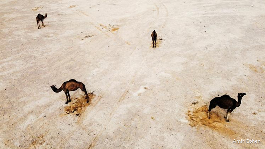 Algunos camellos descansan y pastan junto a un campo cerca de la aldea de Nitzana, en el sur de Israel.