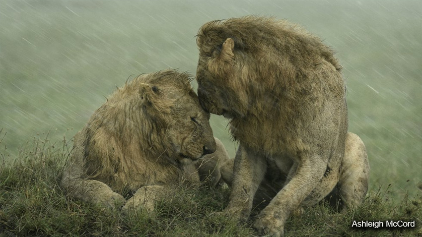 En Maasai Mara, Kenia, Ashleigh McCord capturó este momento de un par de leones machos bajo la lluvia.