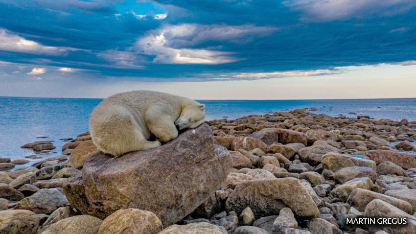 La ciudad de Churchill (Manitoba, Canadá), al oeste de la bahía de Hudson, es conocida como la capital mundial de los osos polares por la alta concentración de esos animales en otoño