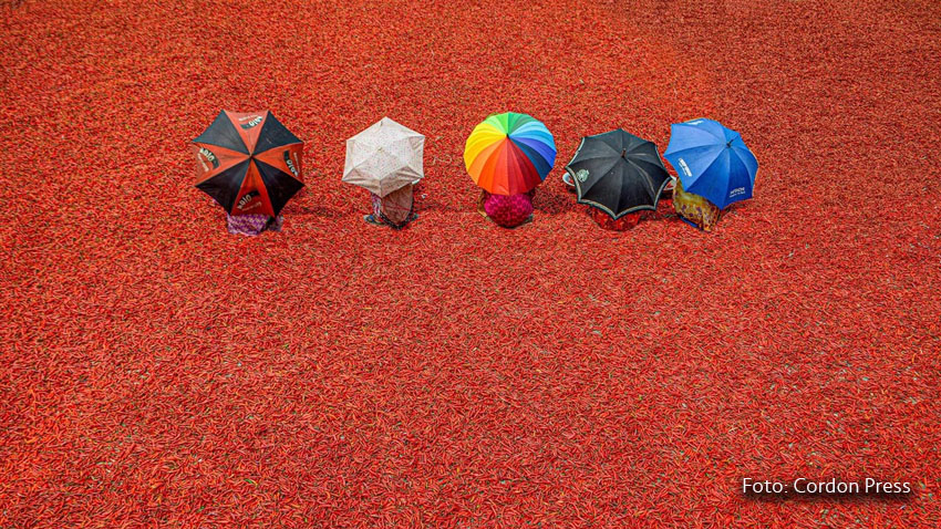 Trabajadores en un mar de chile rojo en los campos de Sariakandi, en Bangladesh