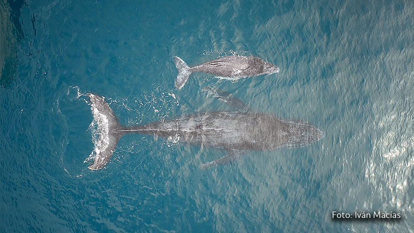 Ballenas Los Cabos Ballenas en Los Cabos. Foto: Iván Macías