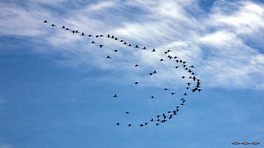 Redhead (Aythya americana) patos migrantes cruzando sobre Torreón, Coah. MX