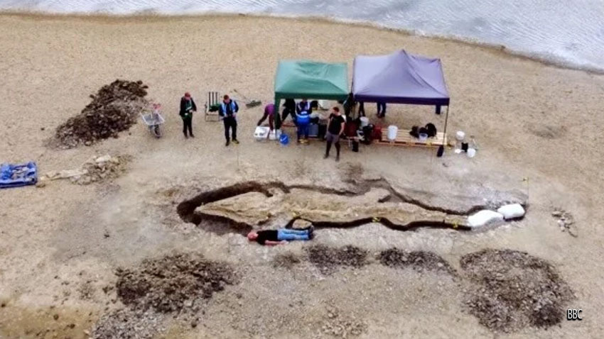 Encuentran un fósil gigante de «dragón marino» en Reino Unido