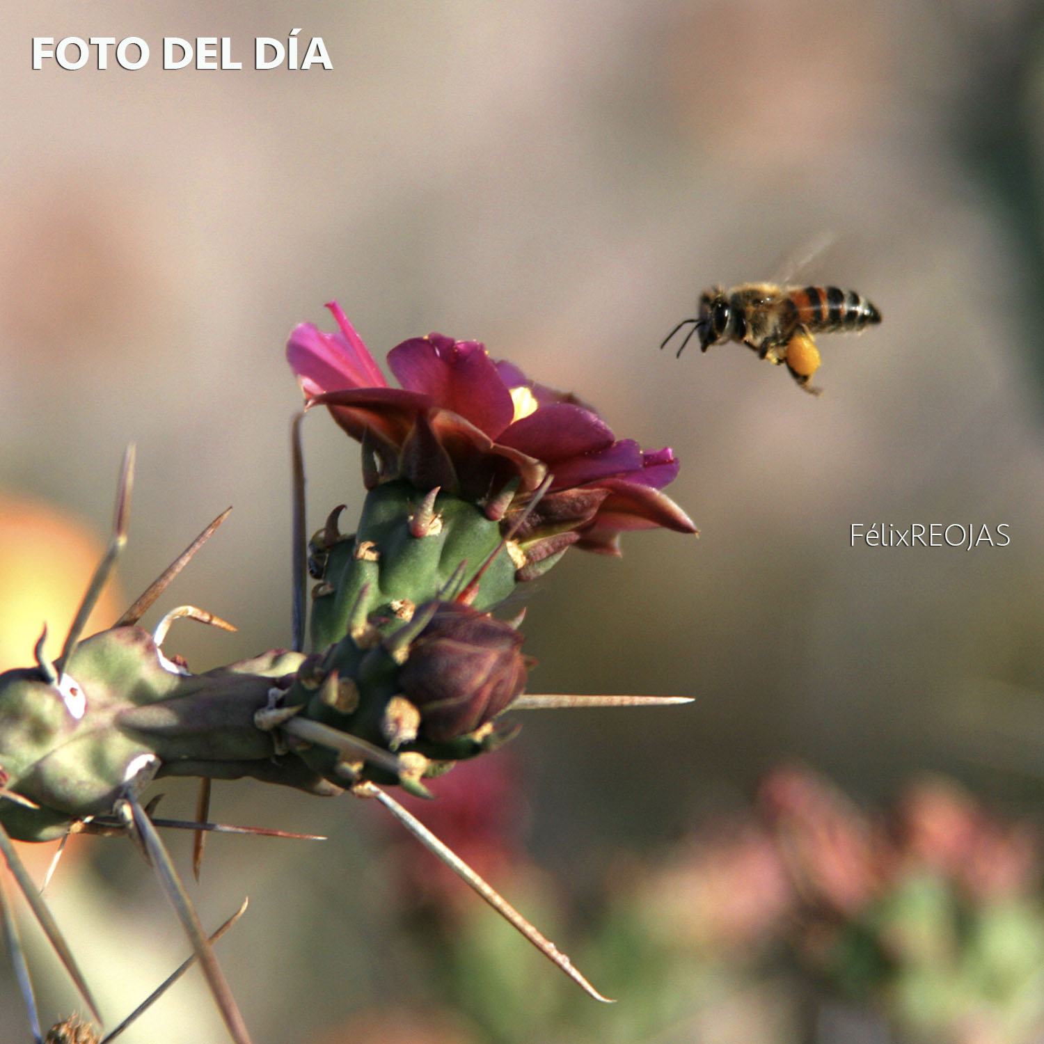 Cactus,  flor del desierto y abeja que transfiere el polen entre las partes masculina y femenina, lo que permite que las plantas produzcan semillas y frutos.