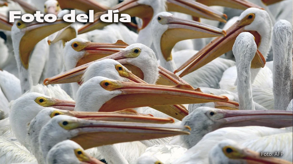 Petatán, pueblo mexicano, refugio de pelícanos borregones.