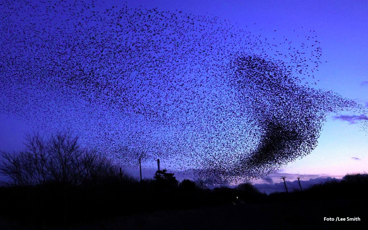 Los estorninos se ven durante la murmuración en Knaresborough, Gran Bretaña, el 10 de febrero de 2022. Foto tomada el 10 de febrero de 2022. Foto/Lee Smith