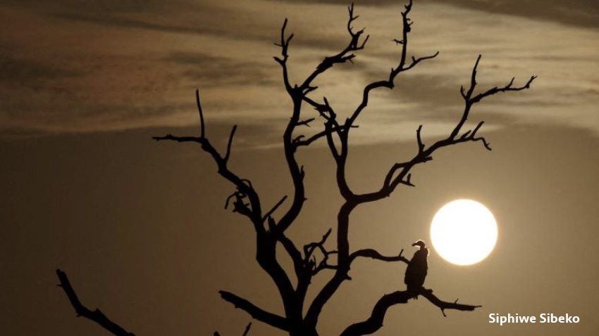 Un buitre se sienta en un árbol mientras sale el sol en  Sudáfrica.