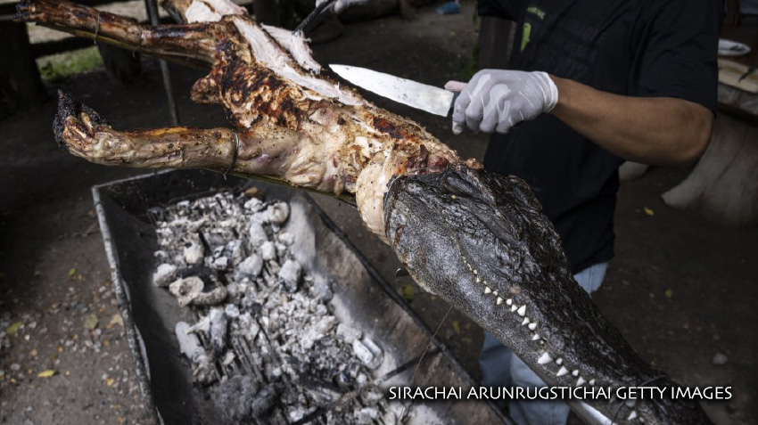 Un trabajador corta la carne de un cocodrilo asado para servir a los visitantes en Tailandia