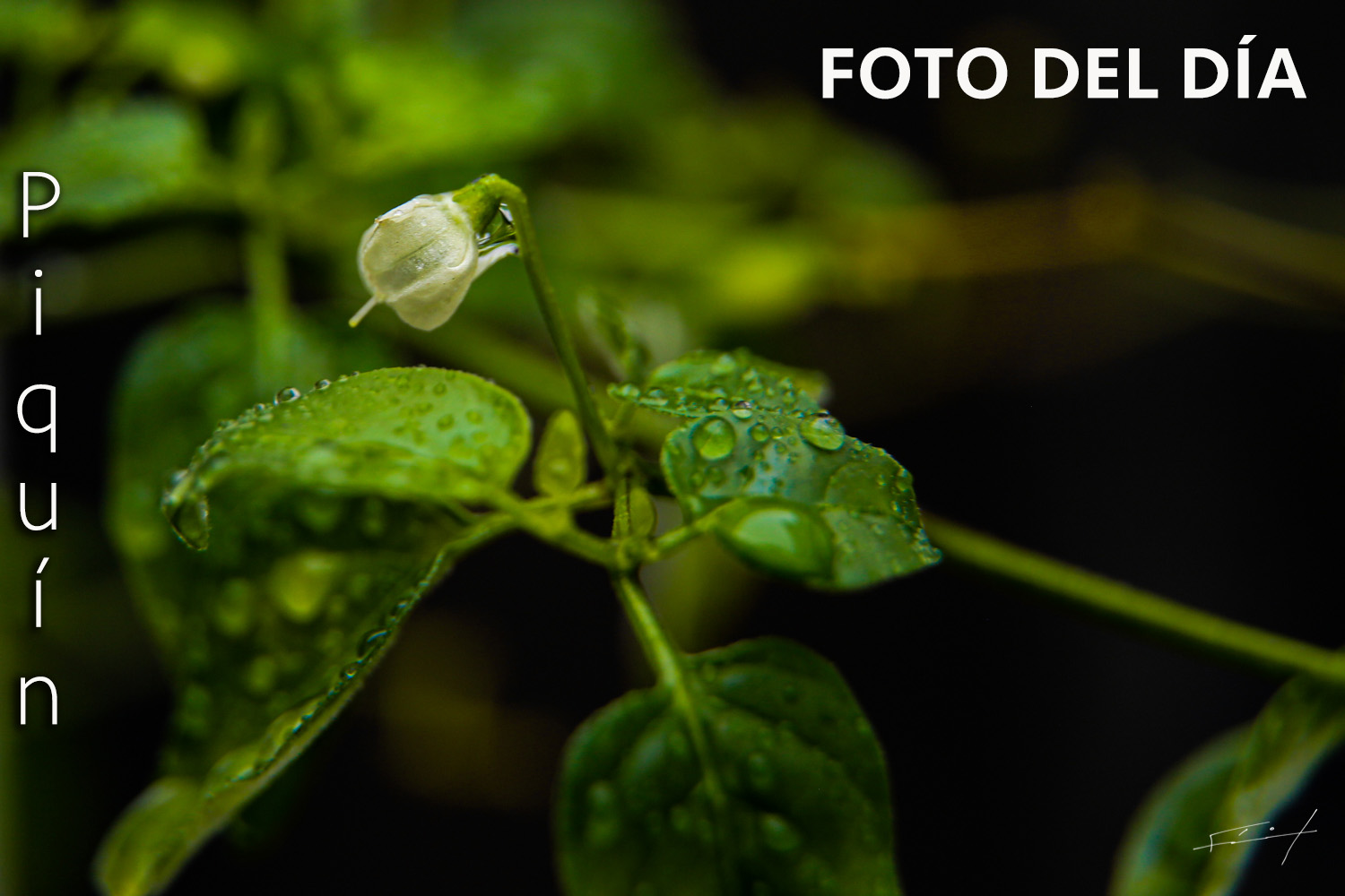 Capsicum annuum var. glabriusculum, más conocido como chile piquín, muy picante, originario de Tabasco.