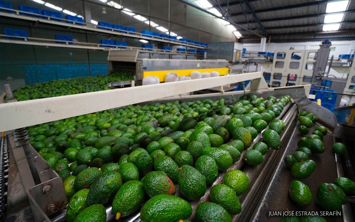 La amenaza del aguacate, deja 50 mdd menos