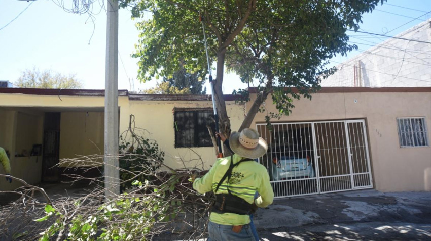 <strong>Realiza Medio Ambiente podas por mejorar alumbrado</strong>