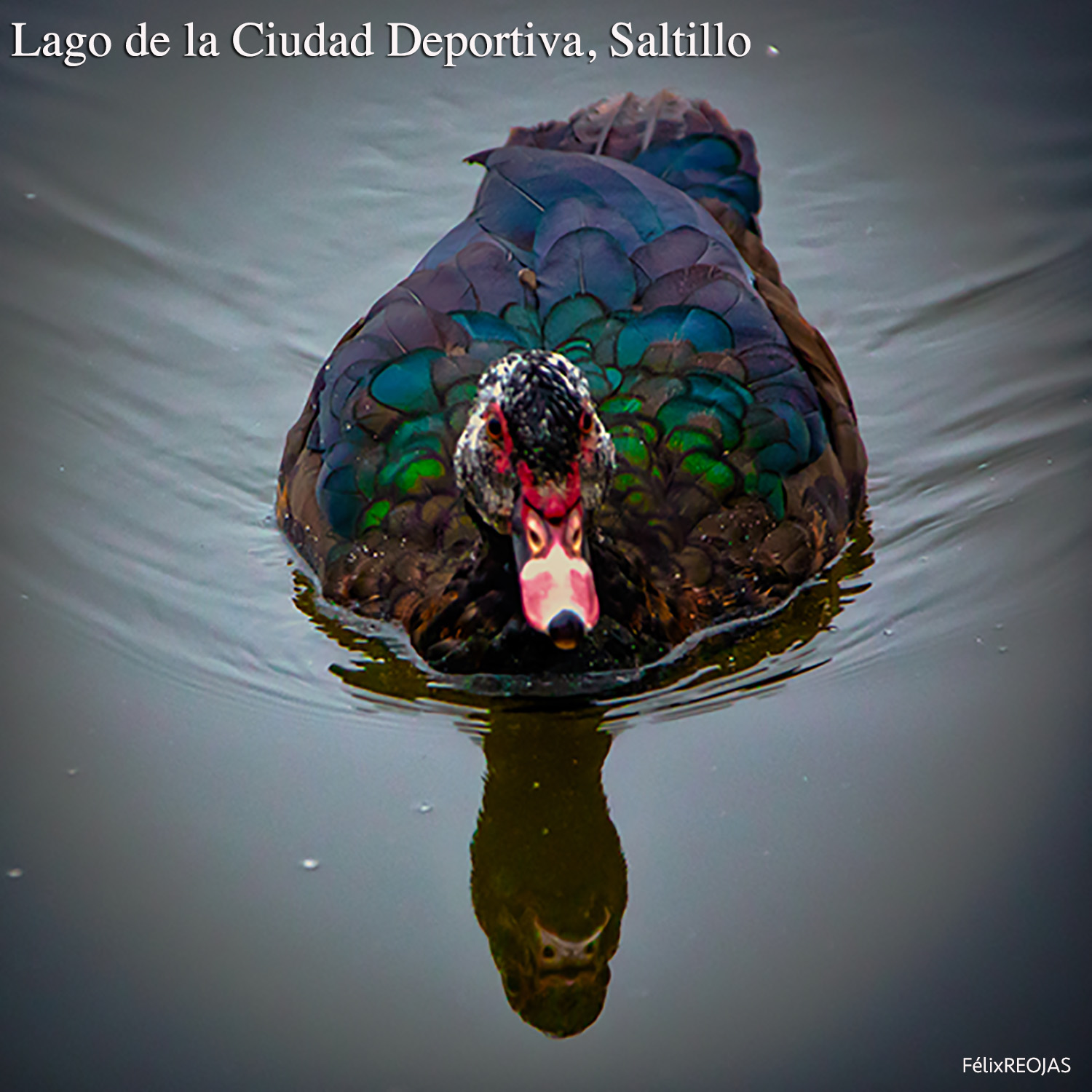 PATO / Se conoce como pato criollo en toda Hispanoamérica a la subespecie doméstica de la especie Cairina moschata.