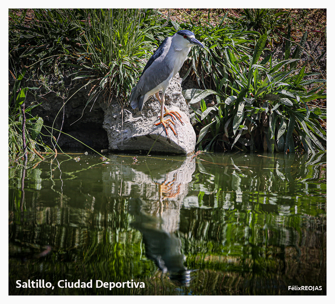 Nycticorax nycticorax: El huairavo o martinete común  es una ave pelecaniforme de la familia Ardeidae. Wikipedia