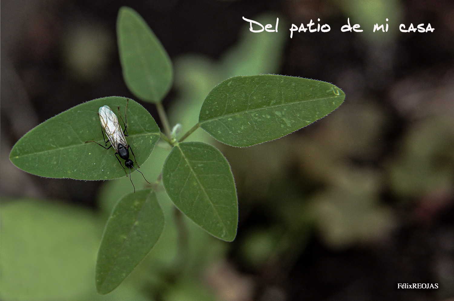 Los bracónidos (Braconidae) Son de distribución mundial y son diversas en todas las áreas, algunas especies se alimentan de néctar.