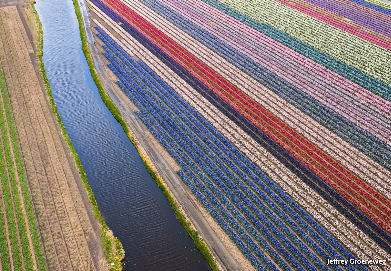 Tulipanes en flor,  Países Bajos