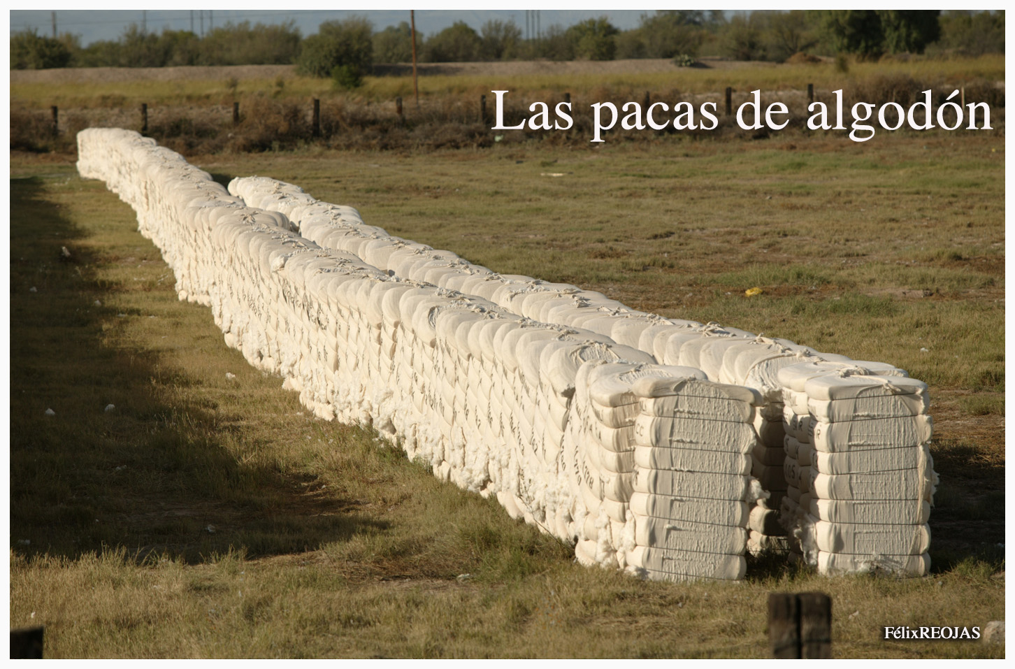 El cultivo de algodón en la Laguna, data del siglo XIX o desde el XVIII según algunos manuscritos..