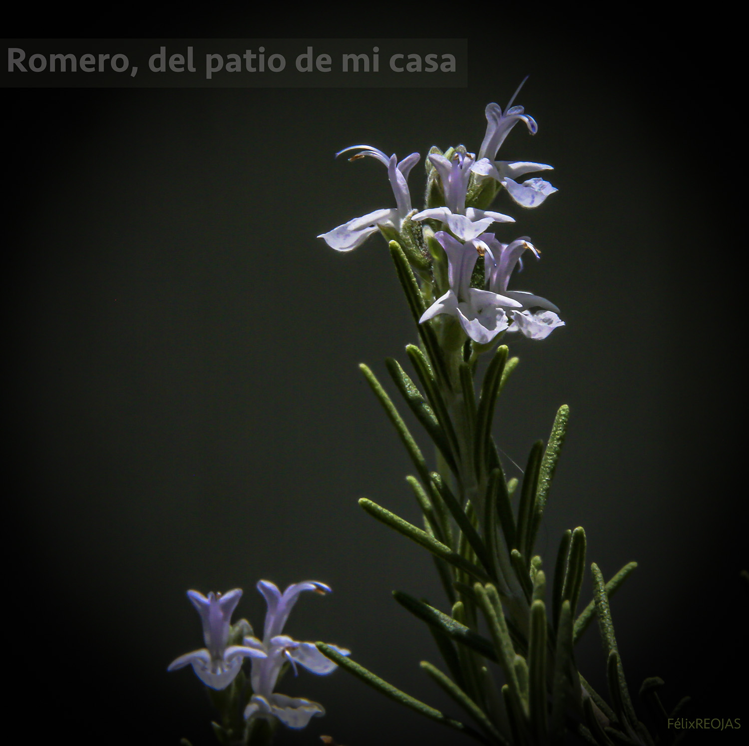 Romero en flor…