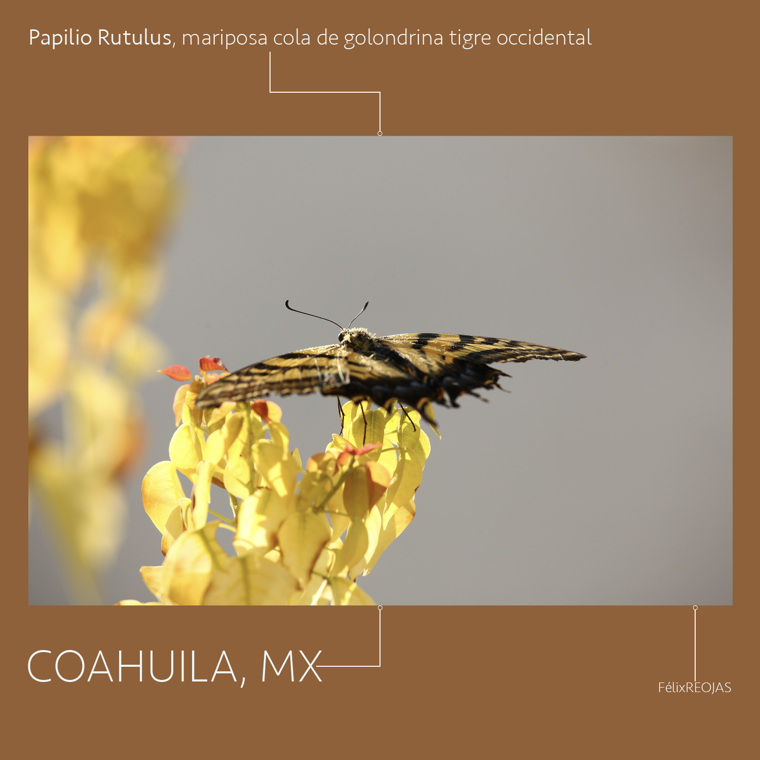 Papilio Rutulus, mariposa cola de golondrina tigre occidental – Saltillo –