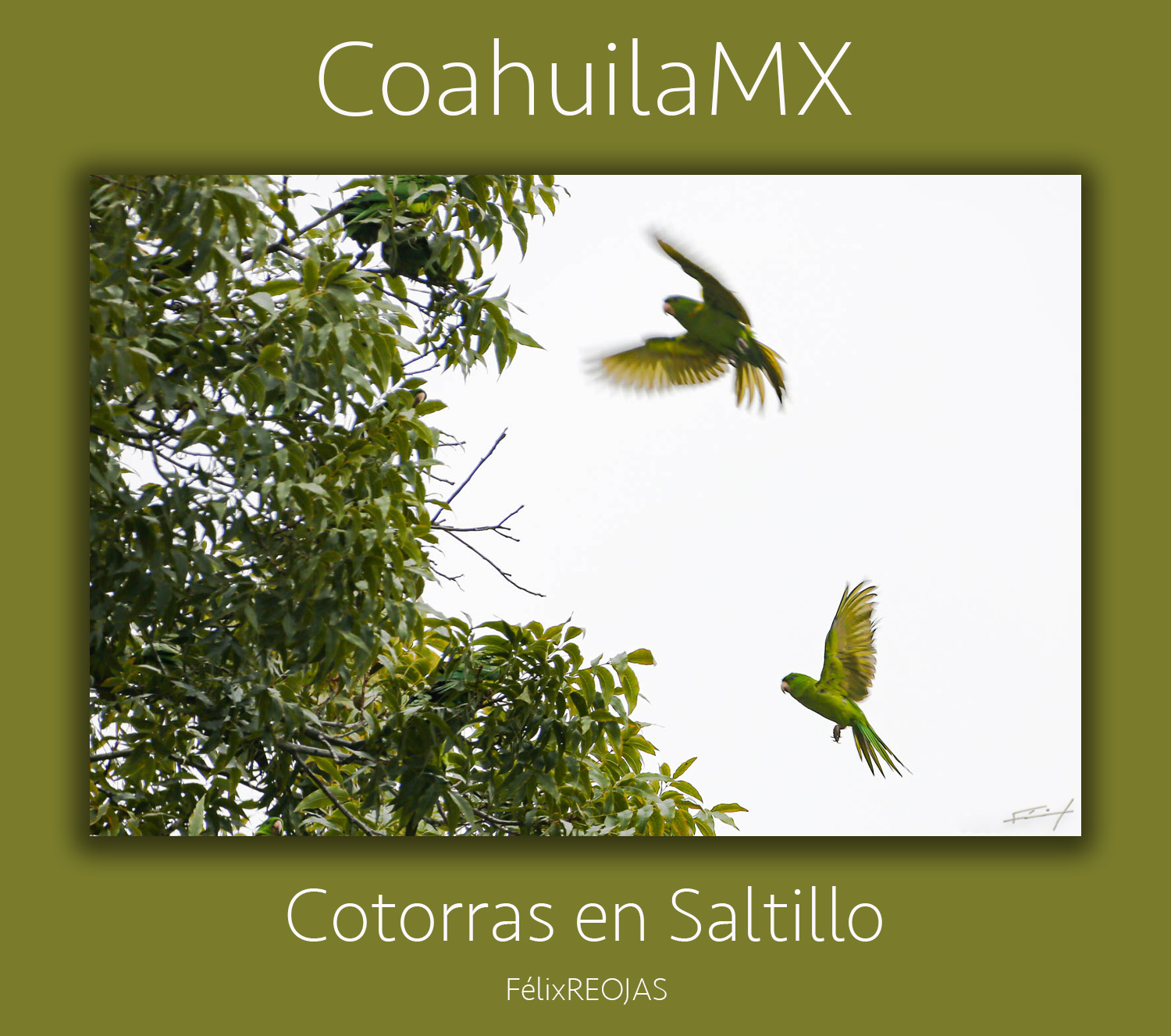 La cotorra que está de visita en Saltillo, es una especie endémica de México de la familia Psittacidae, Se alimenta de semillas de pinos. Actualmente se encuentra en peligro de extinción.