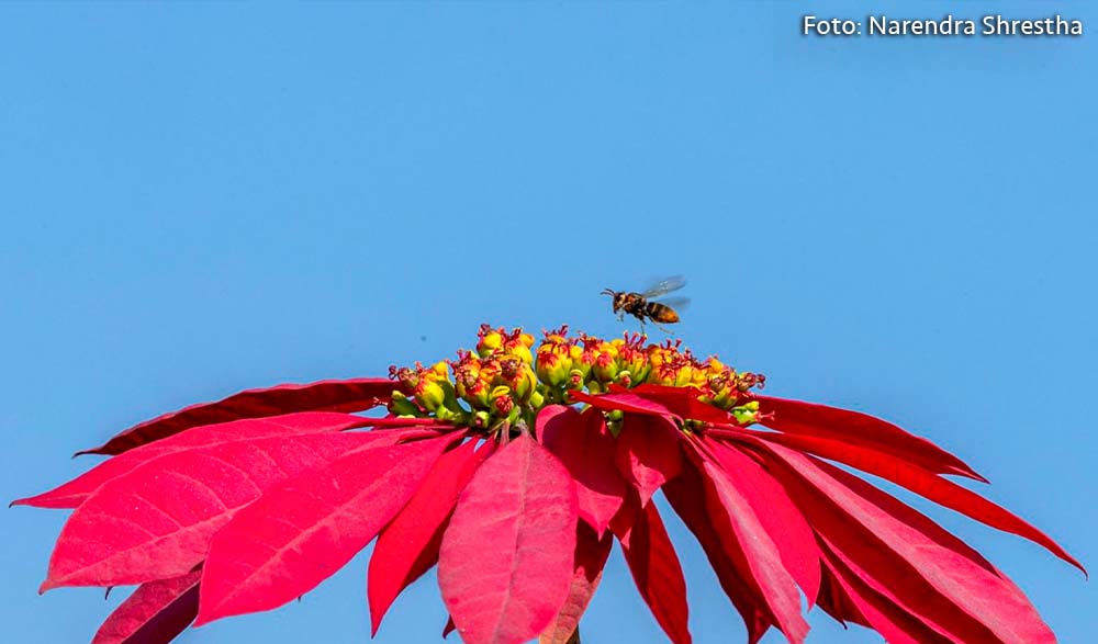 Noche Buena alimentando a la abeja