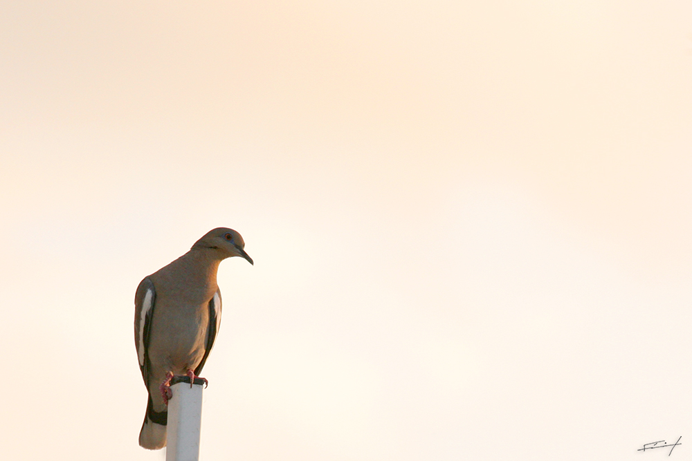 Paloma triguera o Huilota -Zenaida Macroura-  Paloma silvestre migratoria de la familia Columbidae. Se encuentra en el centro y norte del país.