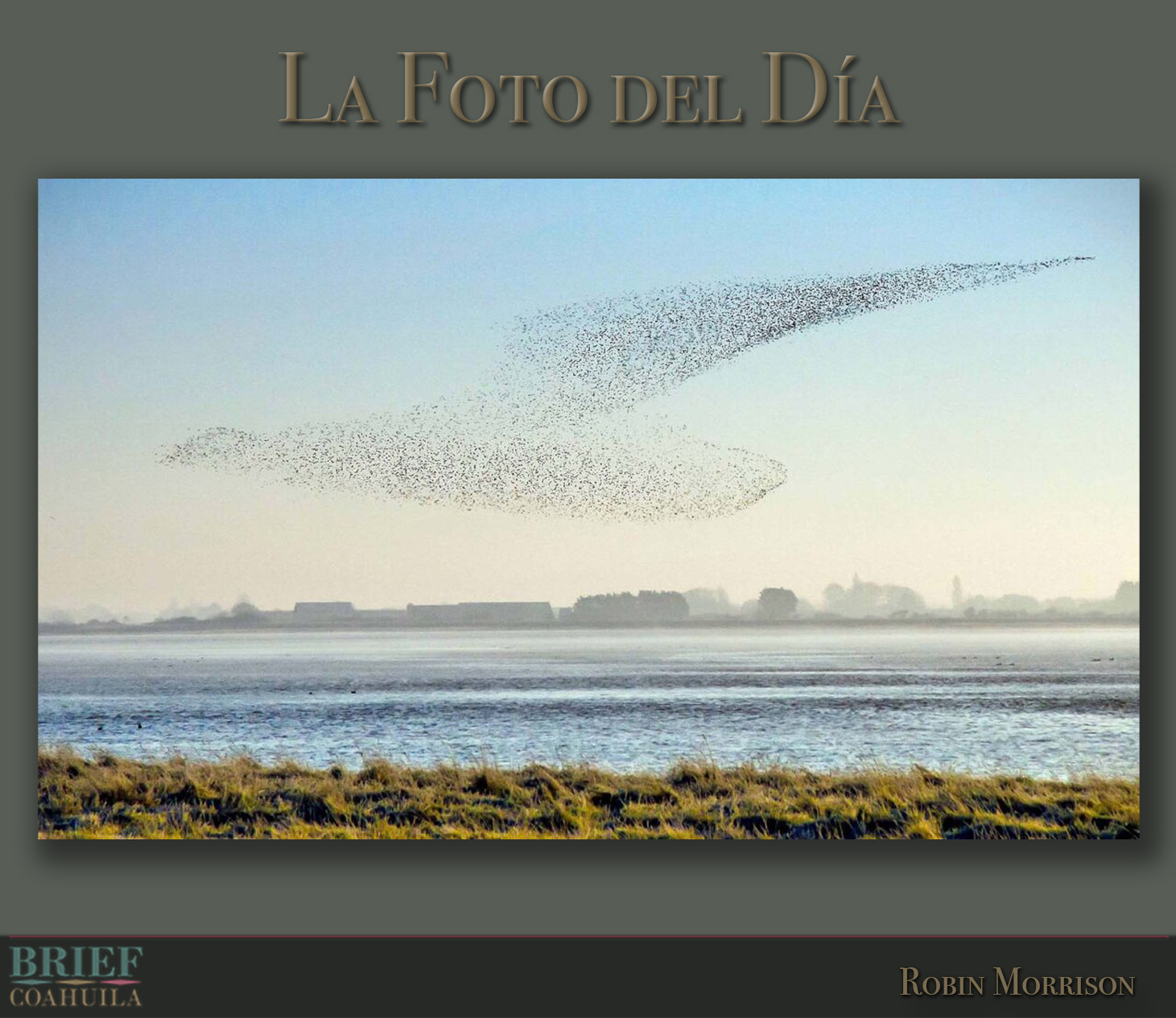 Fotógrafo de vida silvestre, captura a miles de pájaros volando en una formación que se asemeja a un pájaro gigante