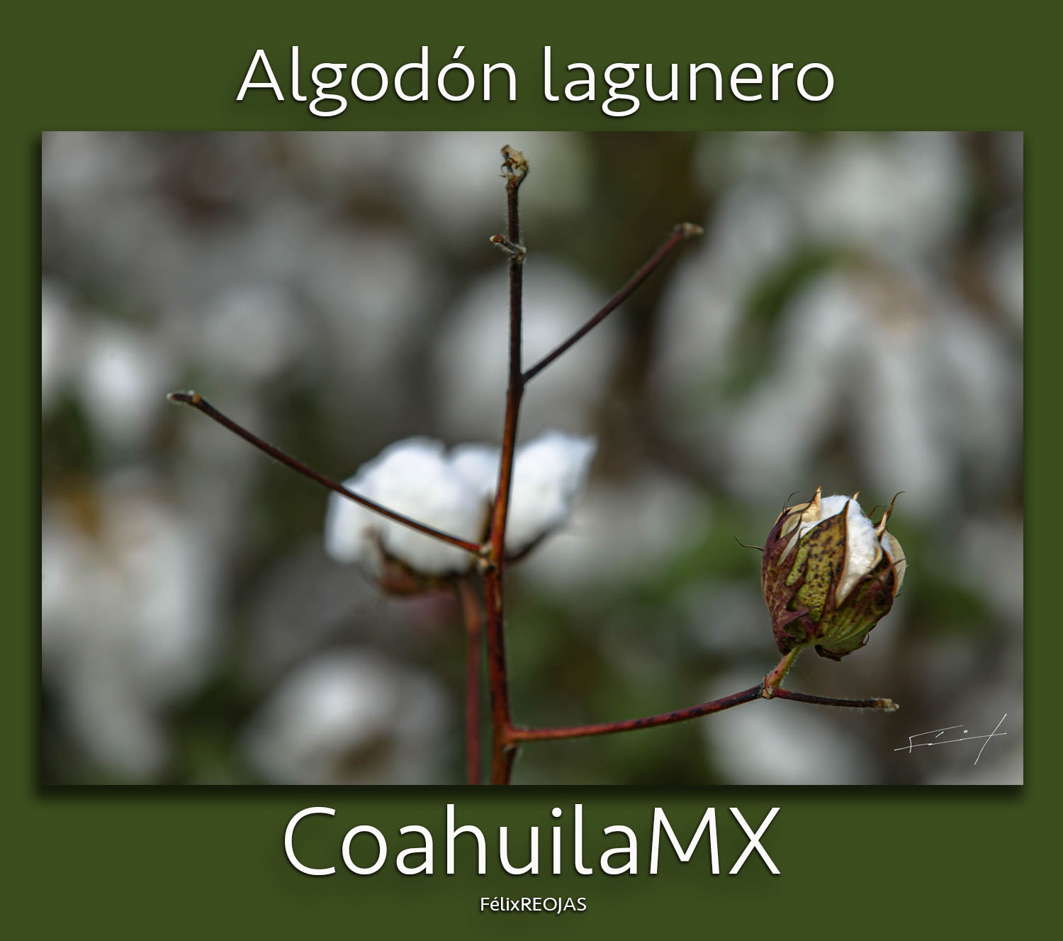 Hacia mediados de los años veinte del siglo XIX, el algodón no pasaba de ser cultivo regional. Pero existía un espacio algodonero estrella: la Comarca Lagunera