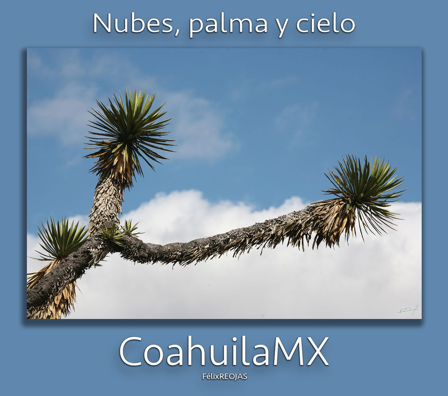 nubes,  palma y  cielo de Coahuila…