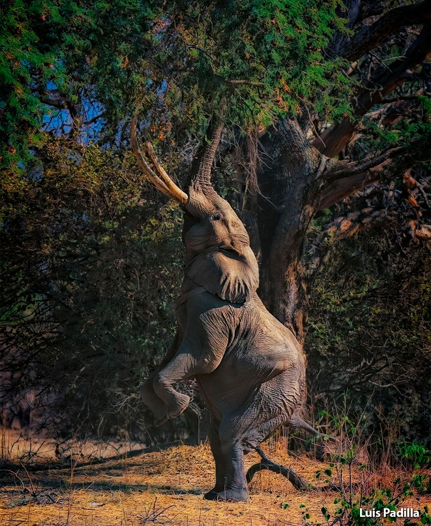 En el Parque Nacional de Piscinas Mana de Zimbabwe, un elefante con sorprendente equilibrio se pone de pie sobre dos patas traseras para llegar a una rama de árbol. Foto de Luis Padilla cercana.