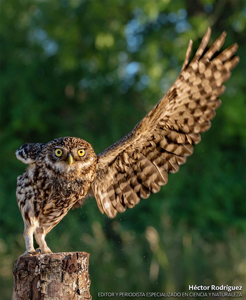 Mochuelo -Athene noctua-, un ave común del norte de África, el sur de Europa y Reino Unido, salta entre troncos buscando comida