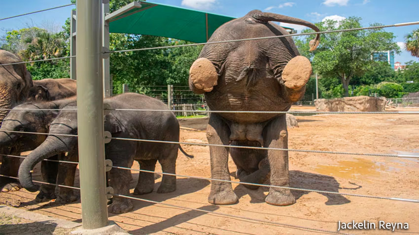 La elefanta Tess, de 39 años, hace una parada de manos durante ejercicios de yoga en el Zoológico de Houston.