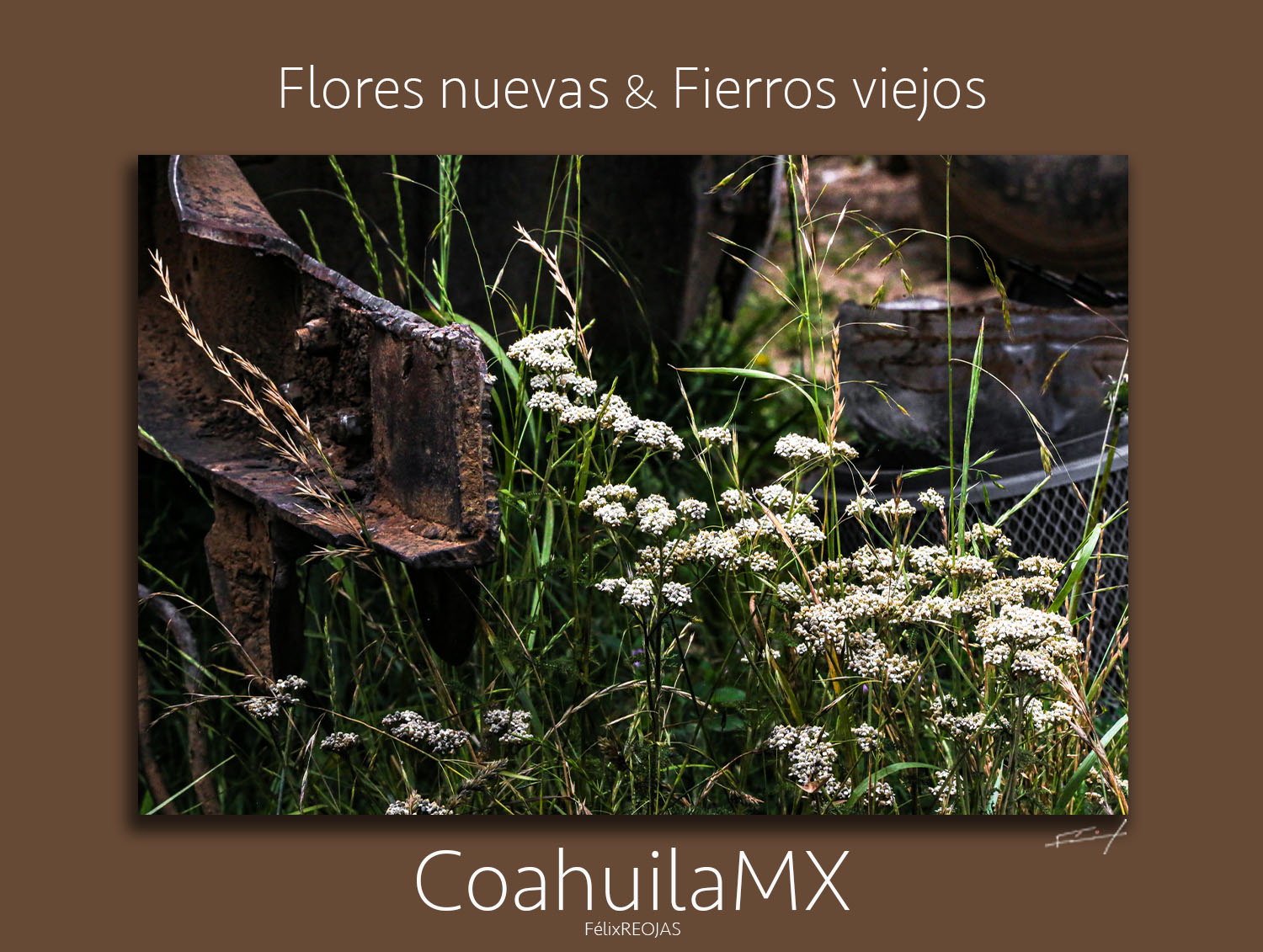 Flores nuevas entre fierros viejos en el campo de San Buena Ventura