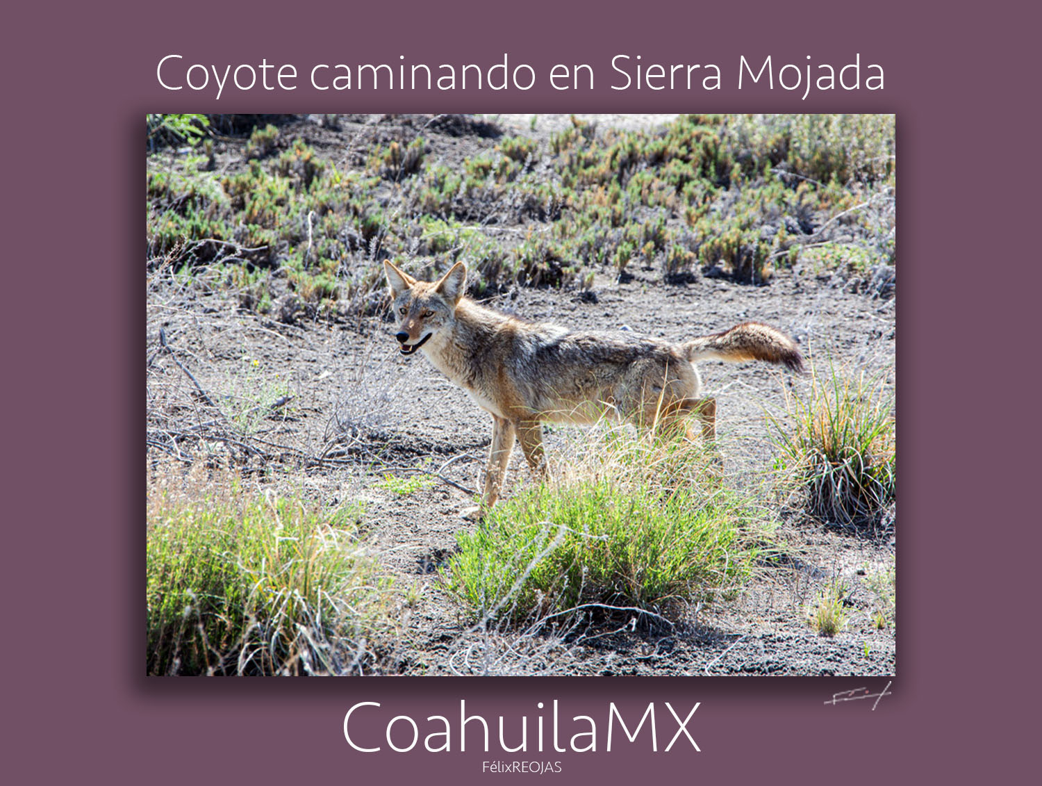 El coyote (Canis latrans, del náhuatl coyotl, «perro aullador») es una especie de mamífero carnívoro de la familia Canidae.