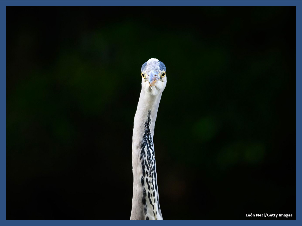 Una garza real en el St. James’ Park de Londres / foto: León Neal/Getty Images