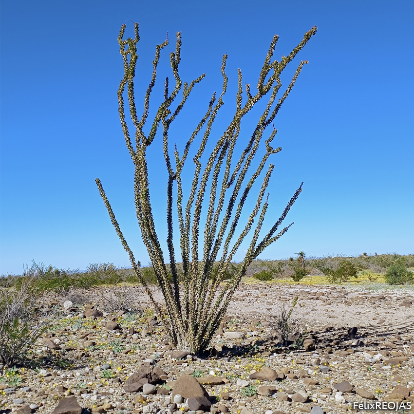 Ocotillo, rotilla o albarda, es una planta dentro del género Fouquieria de la familia Fouquieriaceae. Tiene apariencia de un arbusto formado de palos erectos secos de color grisáceo. 