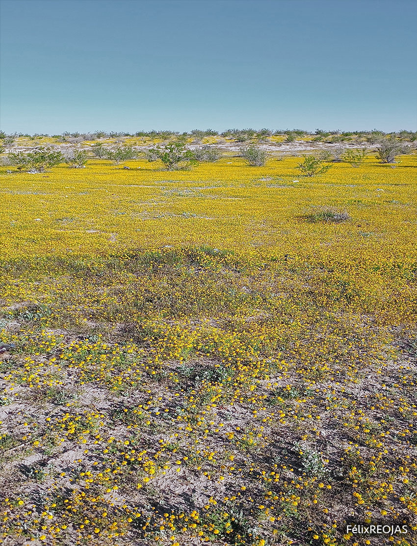 Ojo de gallo (Sanvitalia procumbens Lam.)  Sanvitalia procumbens se distingue por sus “pétalos”  elípticas a ovadas, de 5 a 9 mm. Carretera Saltillo – Torreón