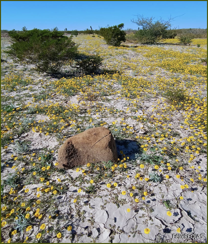 Ojo de gallo (Sanvitalia procumbens Lam.) Sanvitalia procumbens se distingue por sus “pétalos” elípticas a ovadas, de 5 a 9 mm. Carretera Saltillo – Torreón