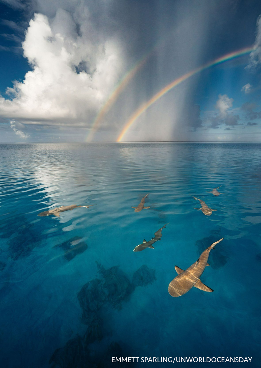 Tiburones de arrecife de punta negra bajo un doble arco iris en la Polinesia Francesa es parte concurso fotográfico anual para el Día Mundial de los Océanos de la ONU EMMETT SPARLING/UNWORLDOCEANSDAY