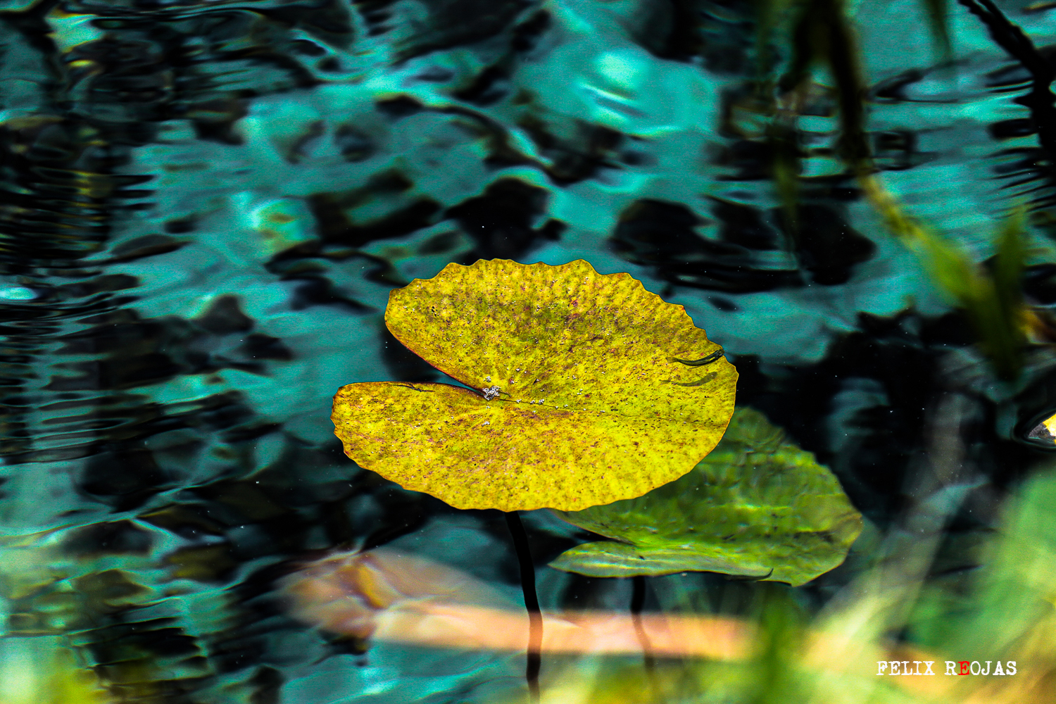 Nenúfar amarillo ◊ Nuphar lutea (L.) Sm.