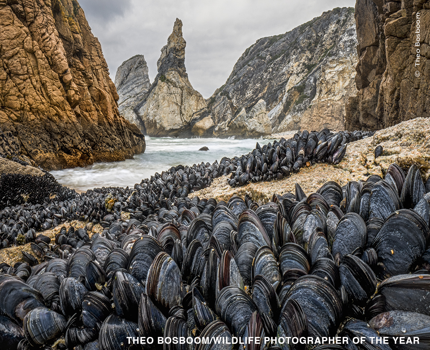 Fotógrafo de vida salvaje del año 2024.  La exposición con motivo del 60.º aniversario del concurso contará con 100 fotografías, seleccionadas de entre 59.228 candidaturas, en el Museo de Historia Natural de Londres