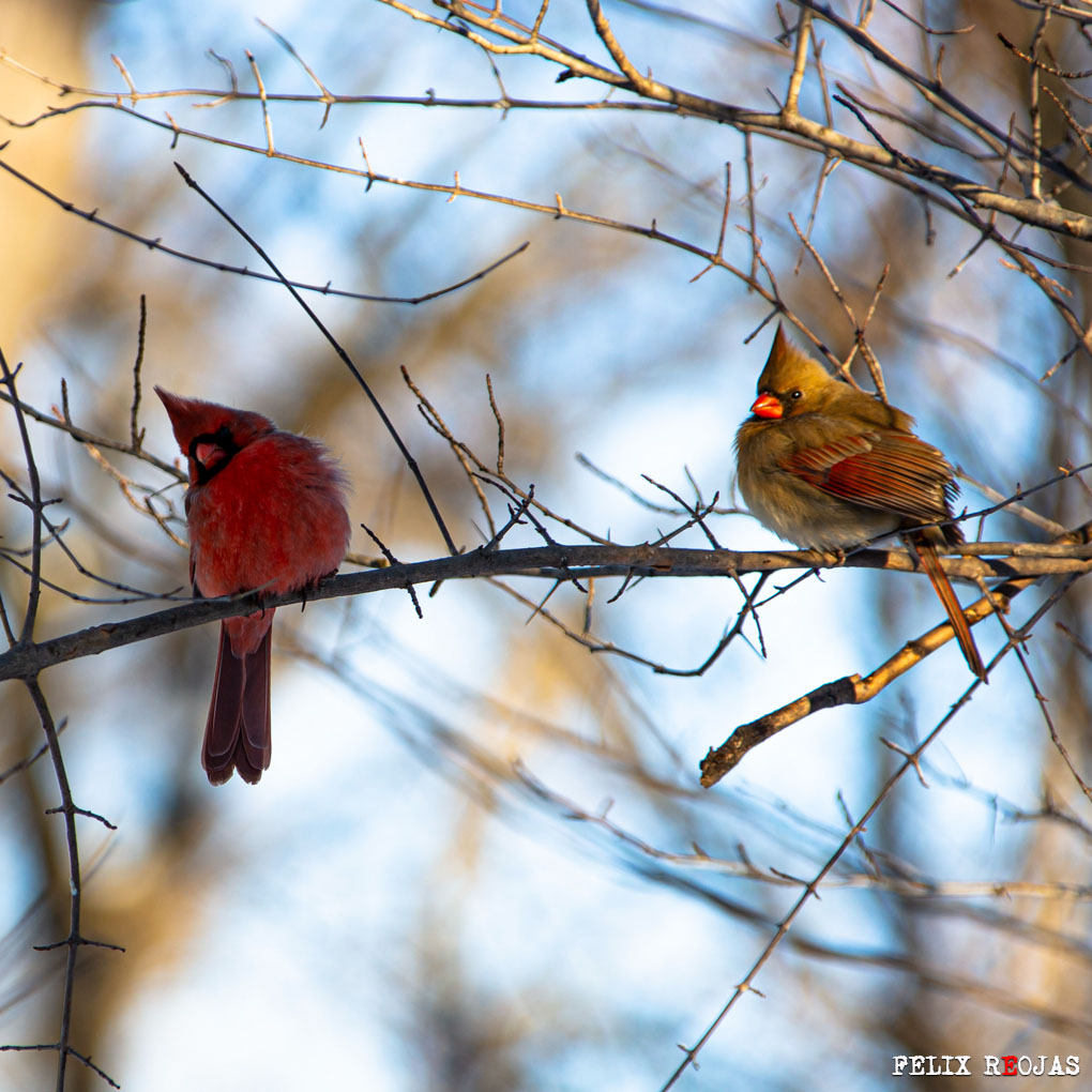 El cardenal norteño (Cardinalis cardinalis), conocido como cardenal rojo. El plumaje del macho es rojo brillante, mientras que el de la hembra es de un tono opaco que mezcla rojo y café.