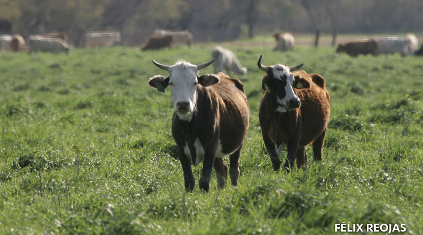 Coahuila refuerza protocolos ante contingencia zoosanitaria por gusano barrenador