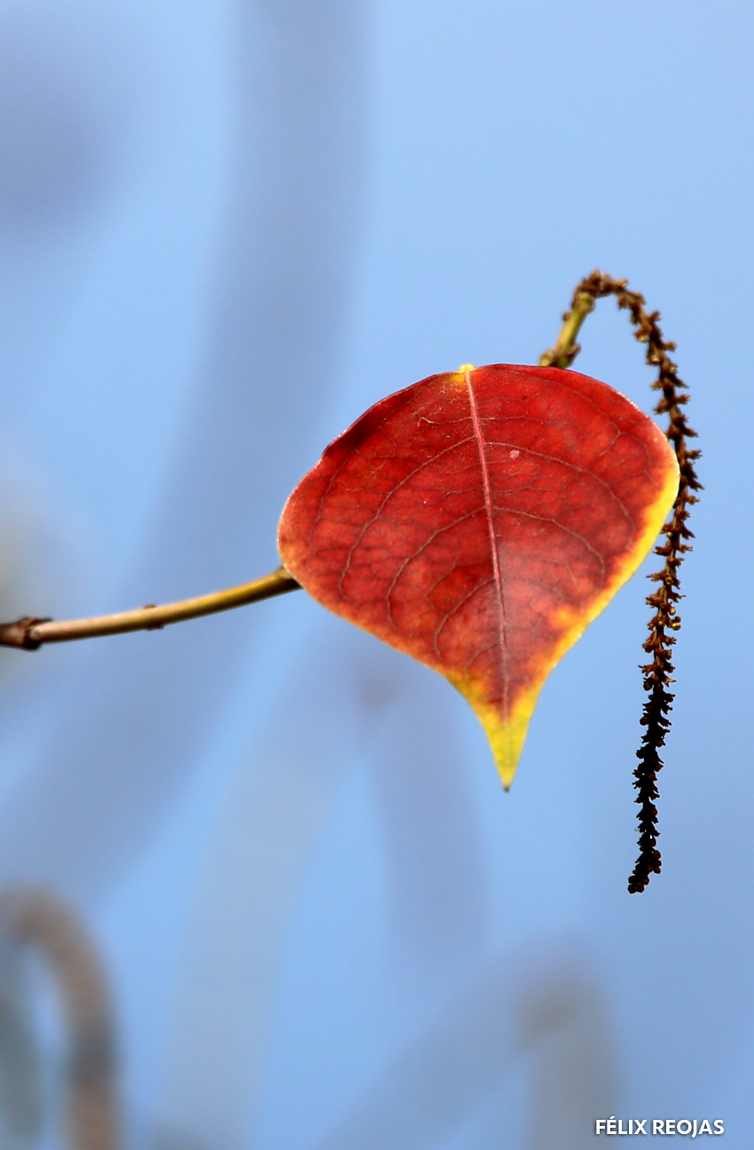 EL SECRETO DE LOS COLORES DEL OTOÑO: LOS PIGMENTOS EN LAS HOJAS