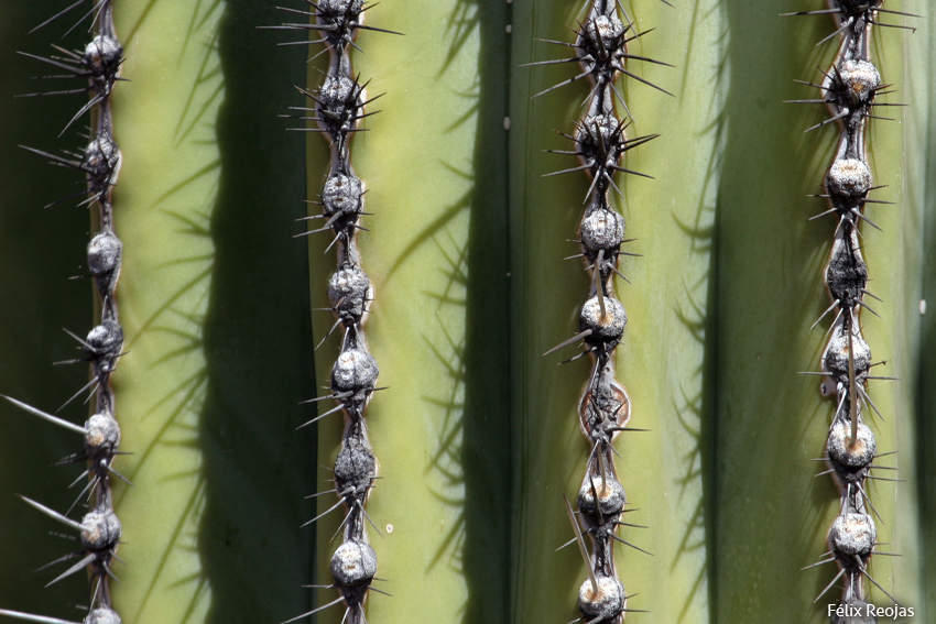 Carnegiea gigantea, conocida comúnmente como saguaro o sahuaro, es una especie de planta suculenta perteneciente a la familia Cactaceae y único miembro del género monotípico Carnegiea.2​ Es nativa del Desierto de Sonora en Arizona, el estado mexicano de Sonora y las áreas de las Montañas Whipple y Condado de Imperial de California.