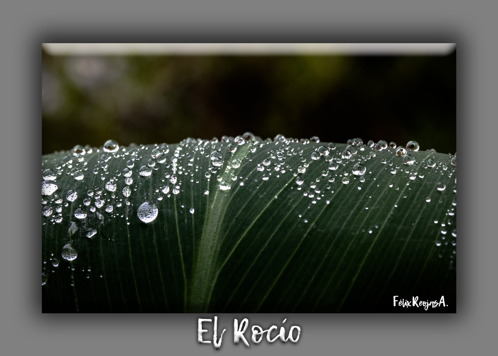 El rocío es el vapor de agua que se condensa en pequeñas gotas en la atmósfera, sobre la tierra o las plantas, cuando la temperatura baja.